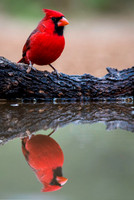 0075 Northern Cardinal