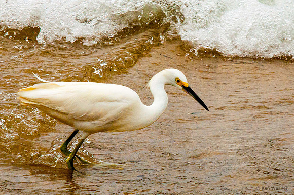0350 Snowy Egret in the Surf