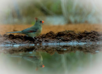 824 Northern Cardinal Female