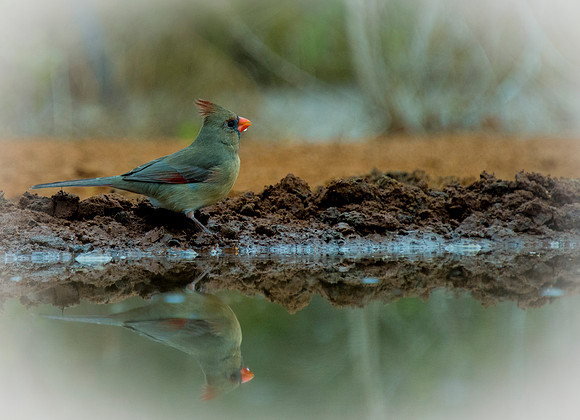 824 Northern Cardinal Female