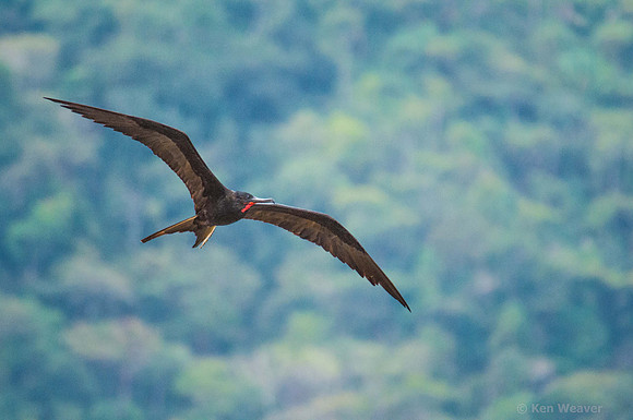 0382 Magnificent Frigatebird
