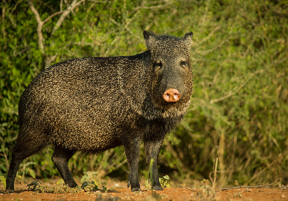 6455 White Collared Peccary
