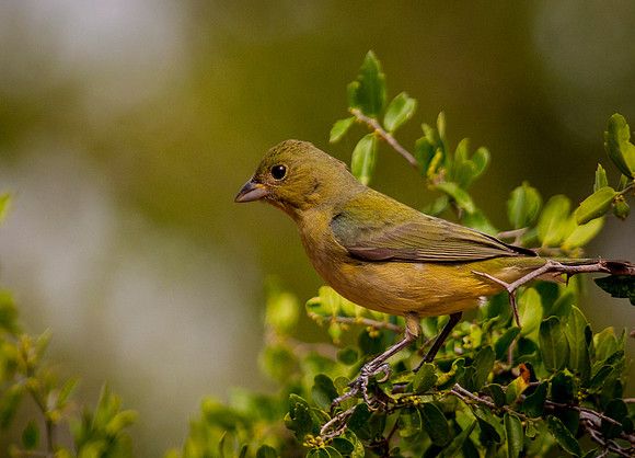 2401 Female Painted Bunting in Tree