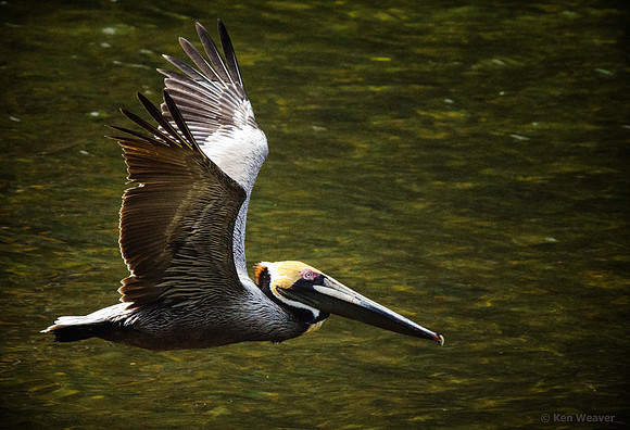 0078 Brown Pelican in Flight