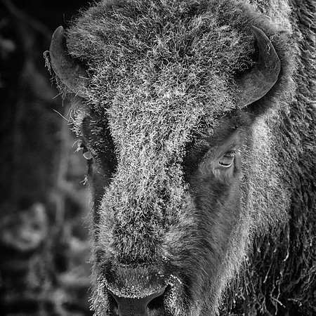 0051 Frosted Bison Face