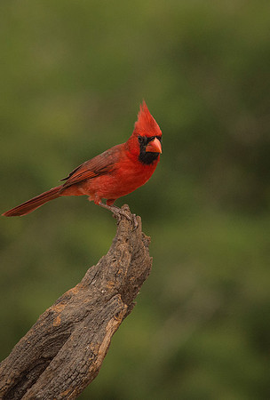 6511 Male Cardinal on Perch