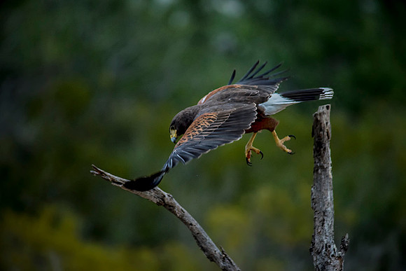 0057 Harris's Hawk
