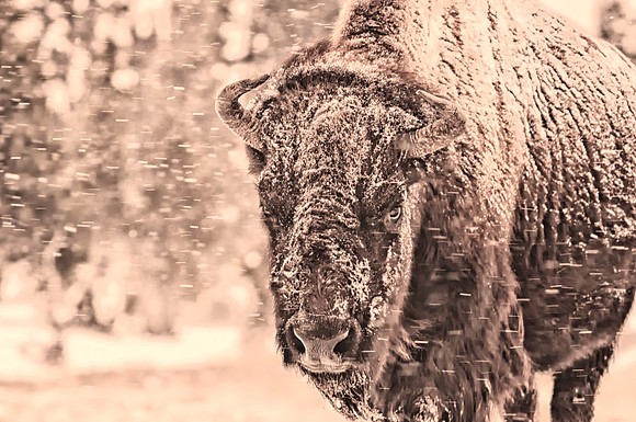 0275 Bison in Snowstorm near Old Faithful
