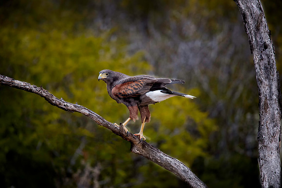 0023 2 Harris's Hawk
