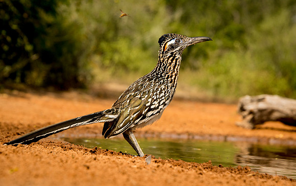 6630 Western Roadrunner at a Pool