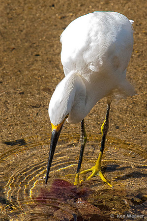 0200 Snowy Egret with Beak in Water