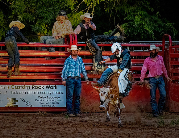 Brown Steer White Chaps