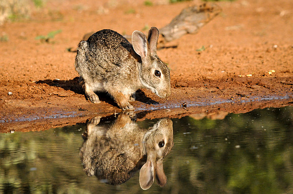 2153 Pesky Rabbit at the Pool