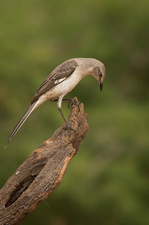 6493 Mockingbird on Branch