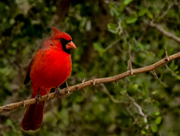 0766 Cardinal on Tree Branch