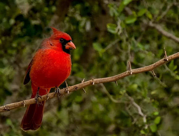 0766 Cardinal on Tree Branch
