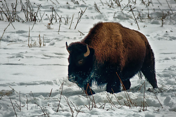 0198 Bison in Snow Field