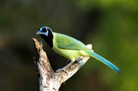 0471 Green Jay on Branch
