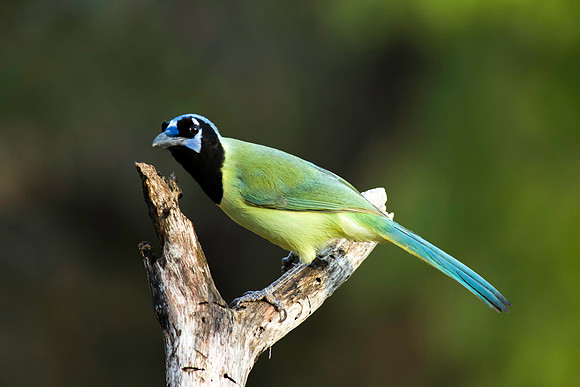 0471 Green Jay on Branch