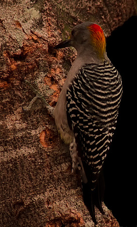 1289 Gold Fronted Woodpecker on Tree