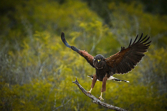 0107 Harris's Hawk Landing on Branch
