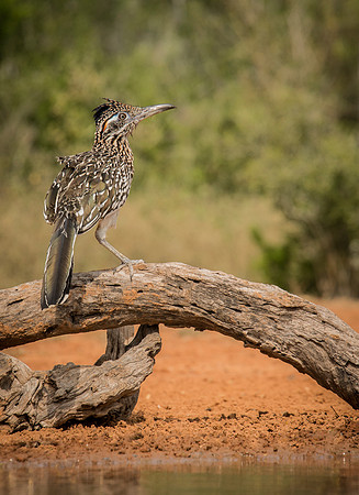 6642  Greater Roadrunner