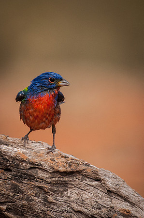 2281 Painted Bunting on Log