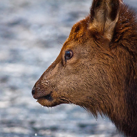 0366 Elk Calf Feeding in the Madison