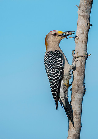 1831 Gold Fronted Woodpecker on Branch