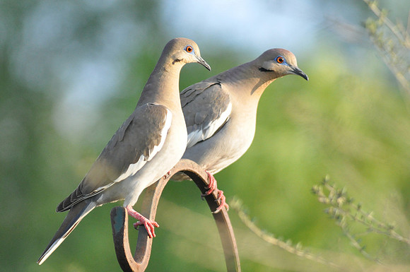 2131 Pair of White Winged Doves