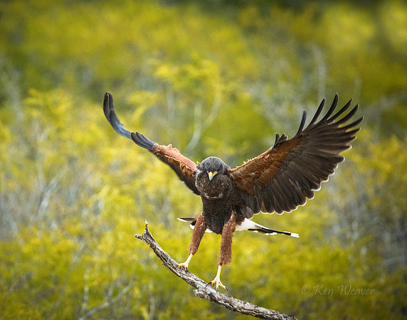 0107 Harris's Hawk Landing on Branch