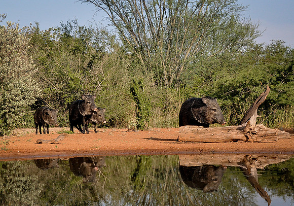 2156 Javelina Visitors