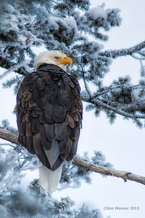 0002 600 Bald Eagle