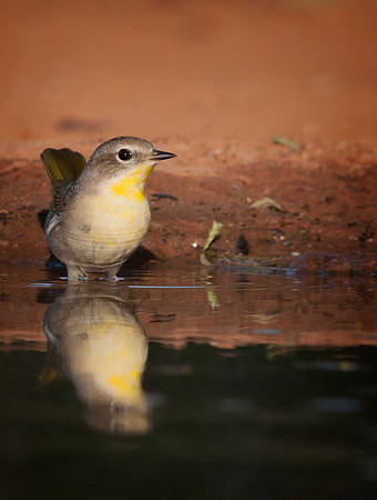 1842 Unknown Yellow Throat