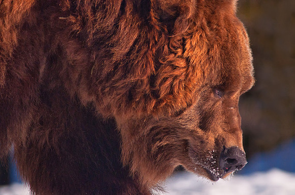 Grizzly Bear in the Sun