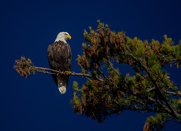 Another View of Bass Island Bald Eagle