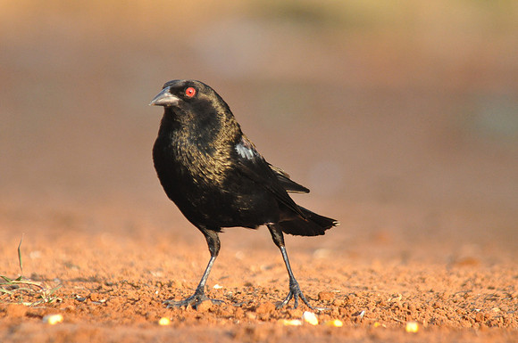 2155 Bronzed Cowbird