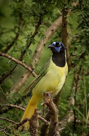 6524 Green Jay in Tree