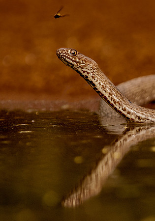 2342 Western Coach Whip Snake