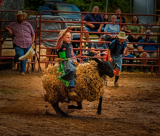 Mutton Buster Loses Hat