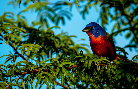 1909 Male Painted Bunting in Tree
