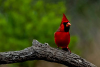 791 Cardinal on Branch