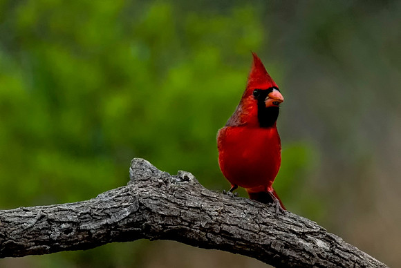 791 Cardinal on Branch