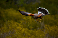 0106  Harris's Hawk Attacking