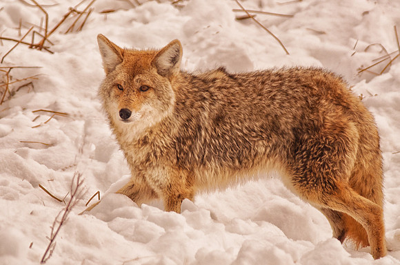 Lame Coyote near Madison Crossing